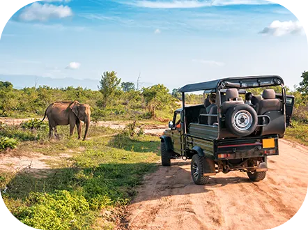 Quand partir en safari